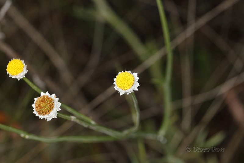 Ammobium alatum photo 7