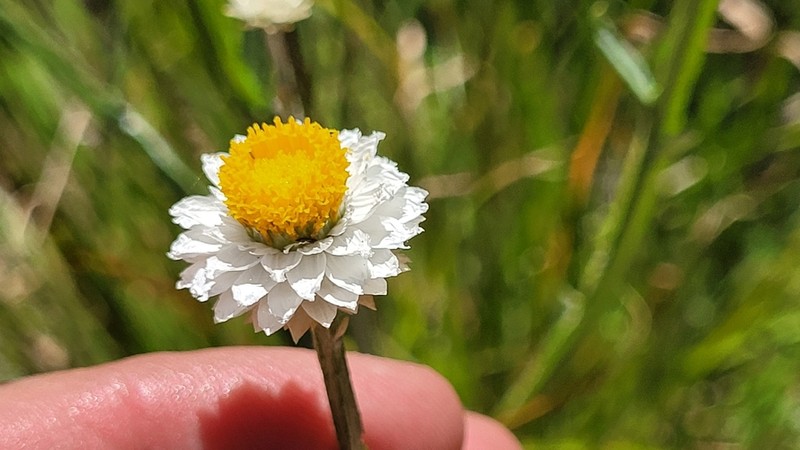 Ammobium alatum photo 8