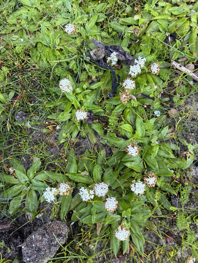 Ammobium calyceroides