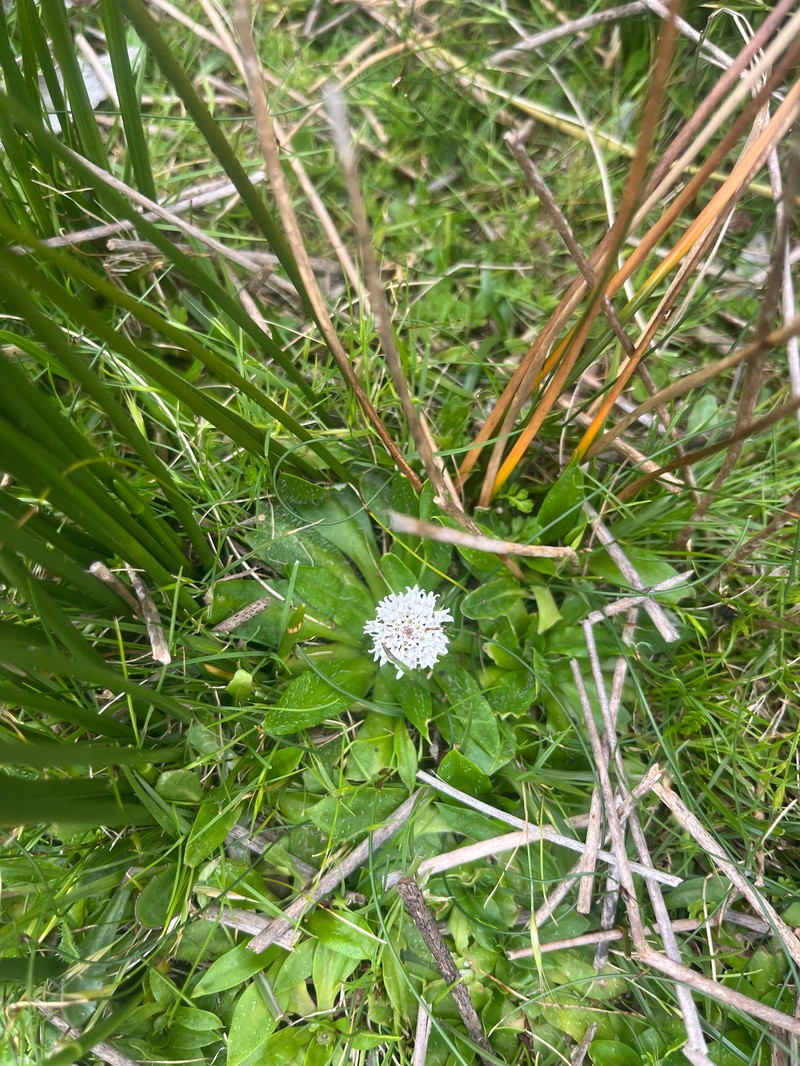 Ammobium calyceroides photo 2