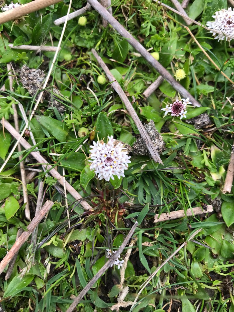 Ammobium calyceroides photo 3