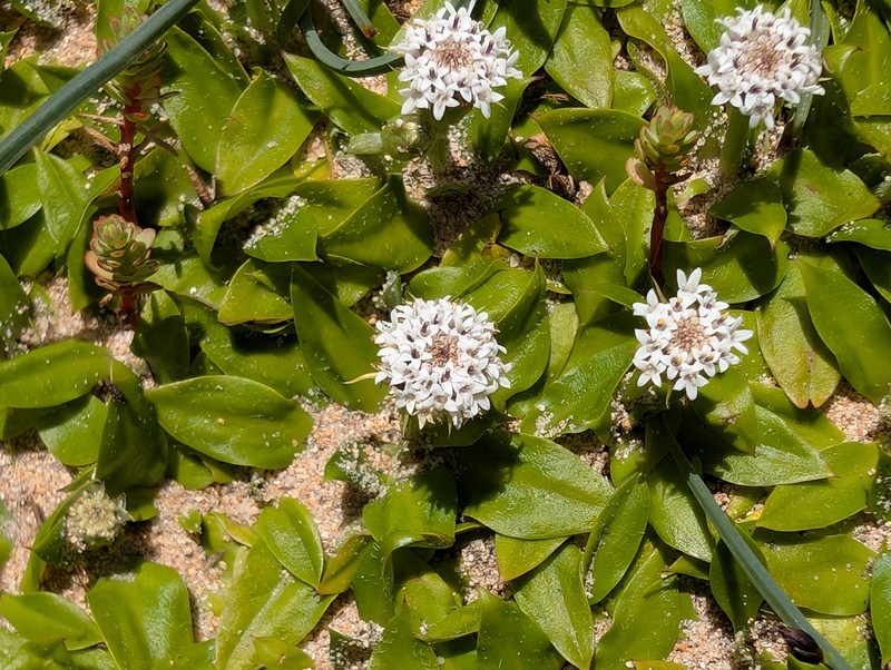 Ammobium calyceroides photo 4