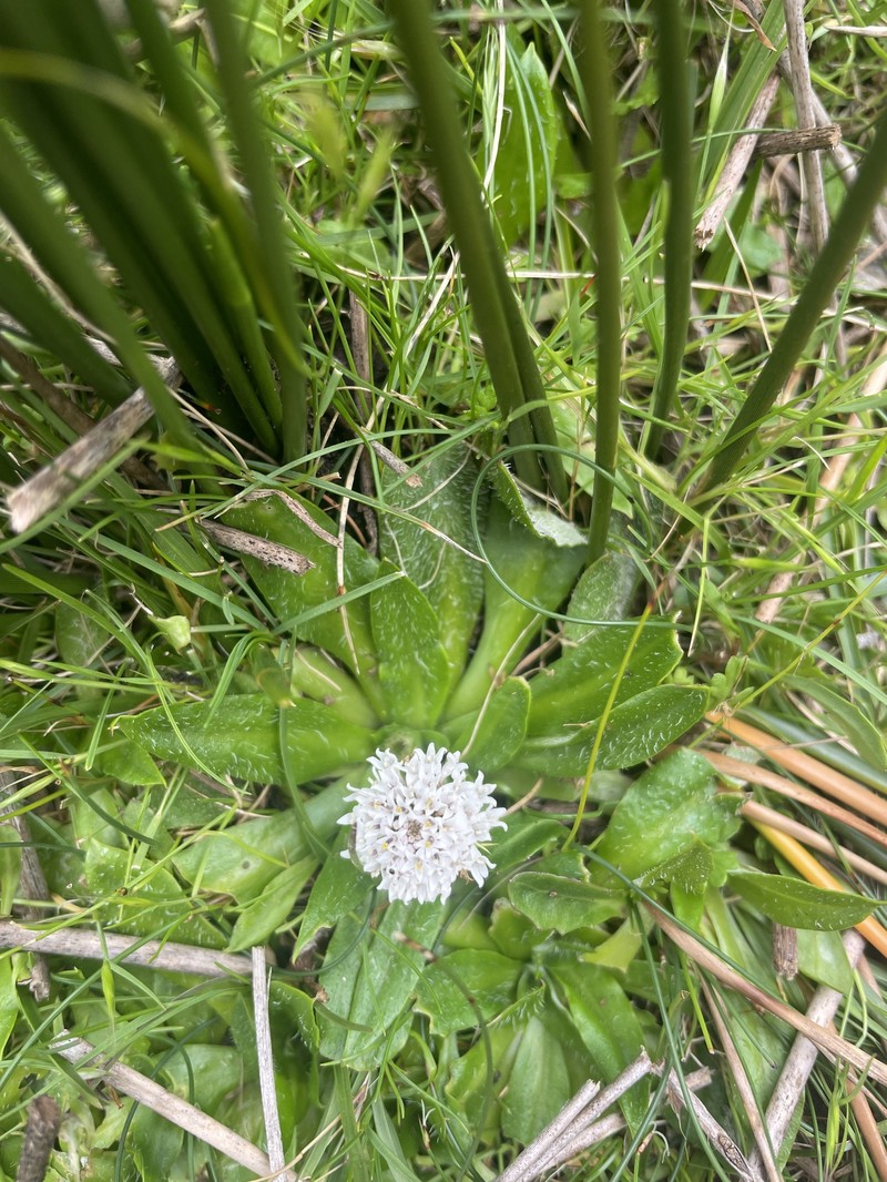 Ammobium calyceroides photo 5