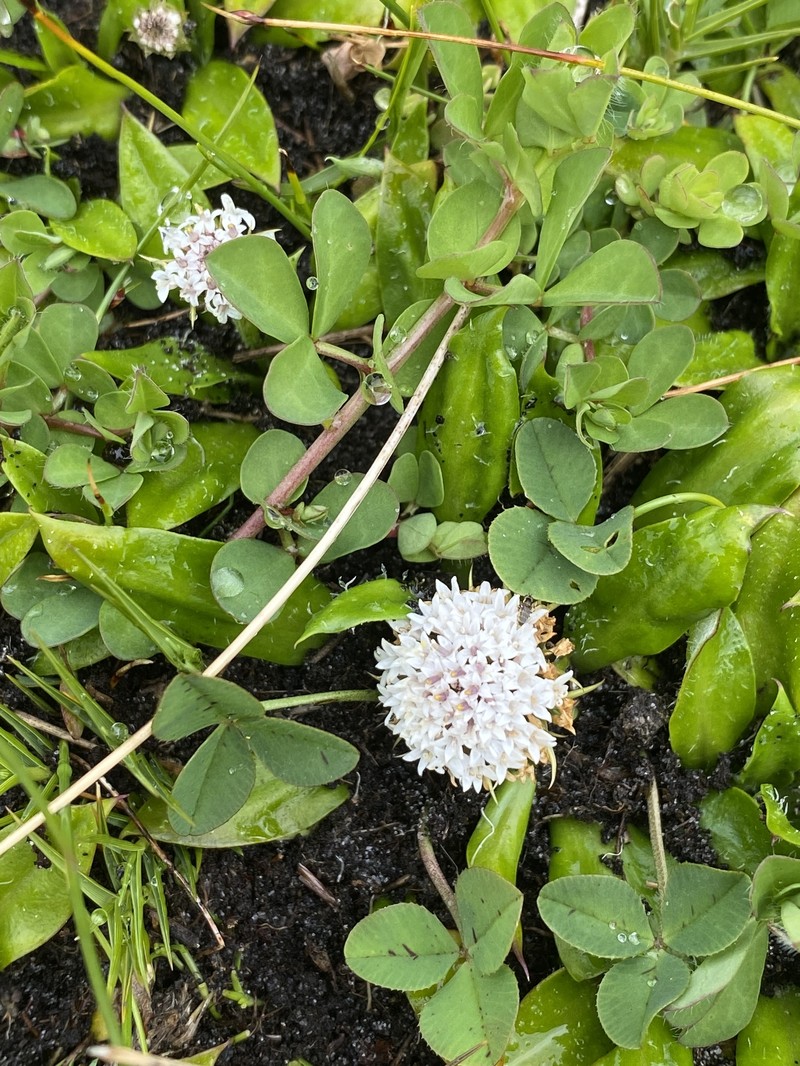 Ammobium calyceroides photo 6