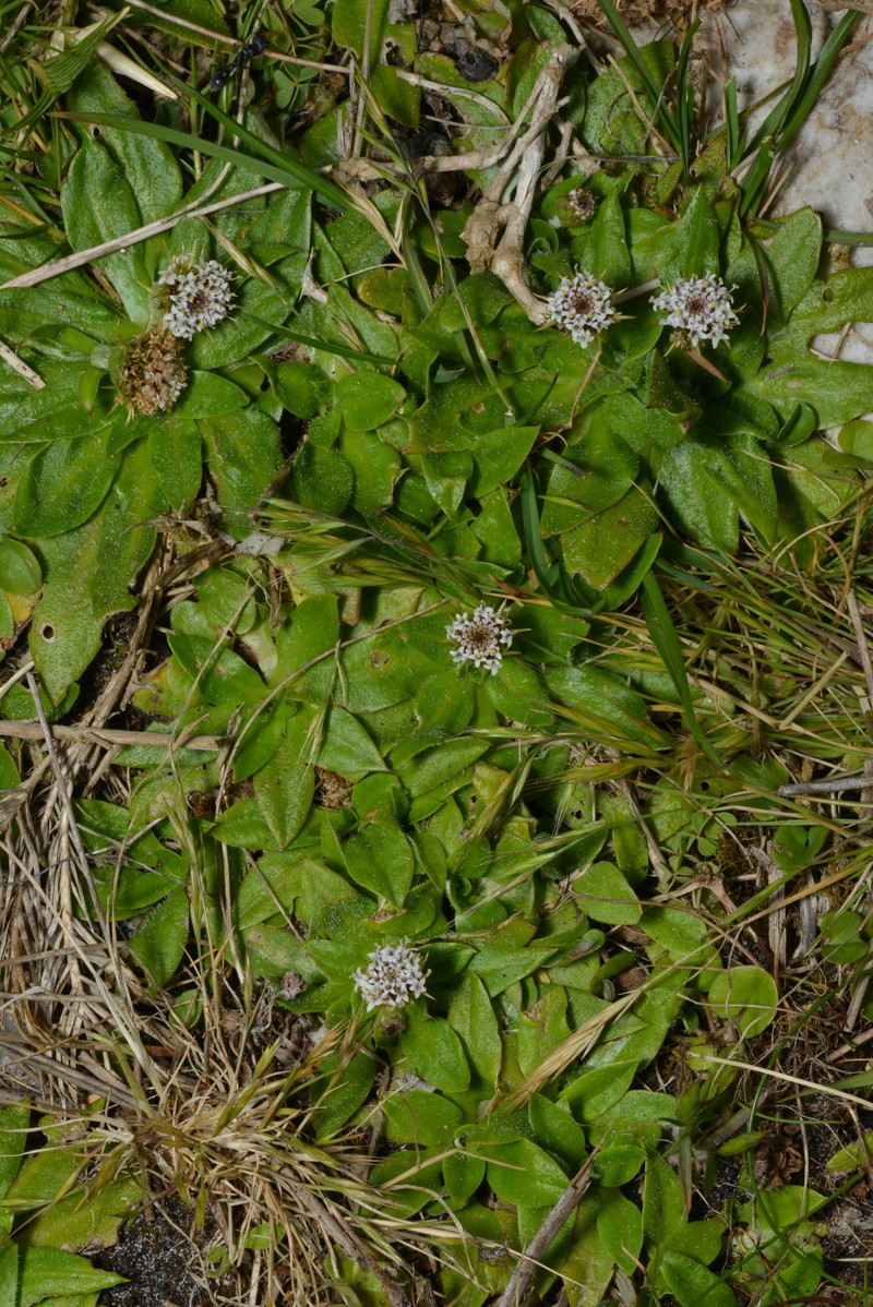 Ammobium calyceroides photo 7