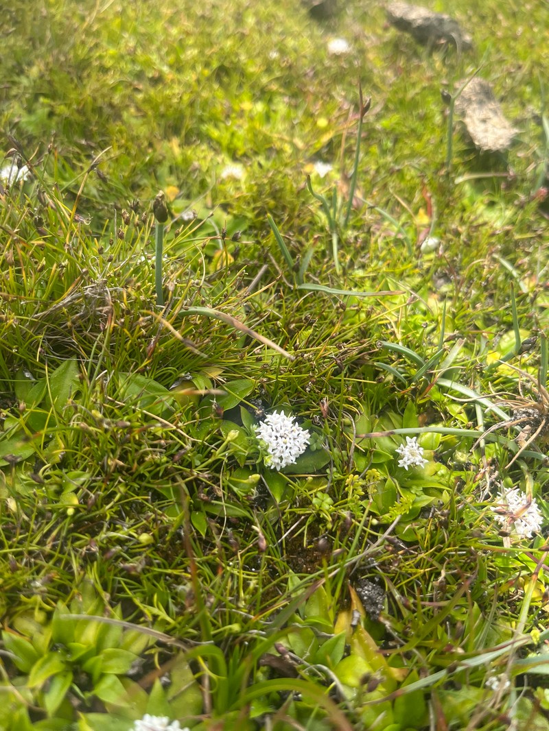 Ammobium calyceroides photo 8