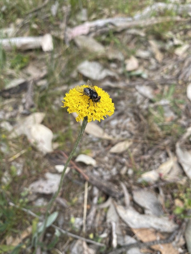 Ammobium craspedioides photo 2