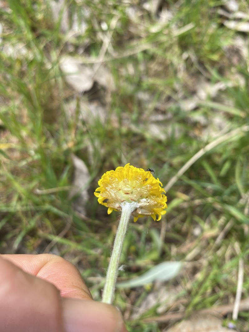 Ammobium craspedioides photo 3