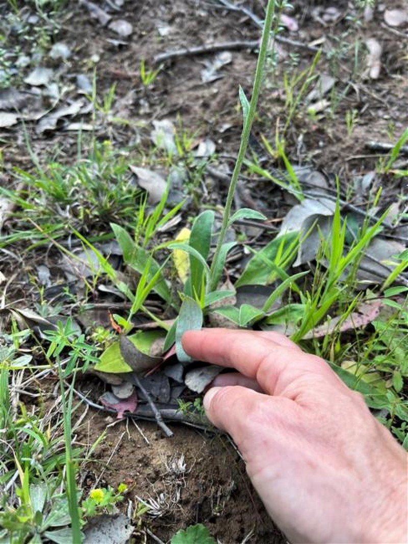 Ammobium craspedioides photo 4
