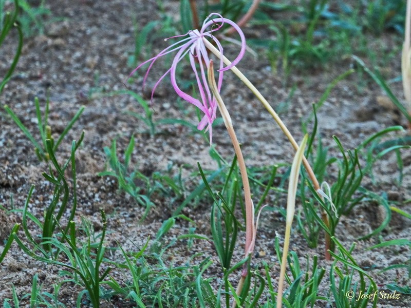Ammocharis baumii