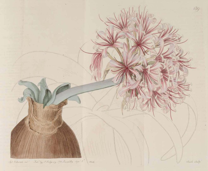Ammocharis coranica photo 2