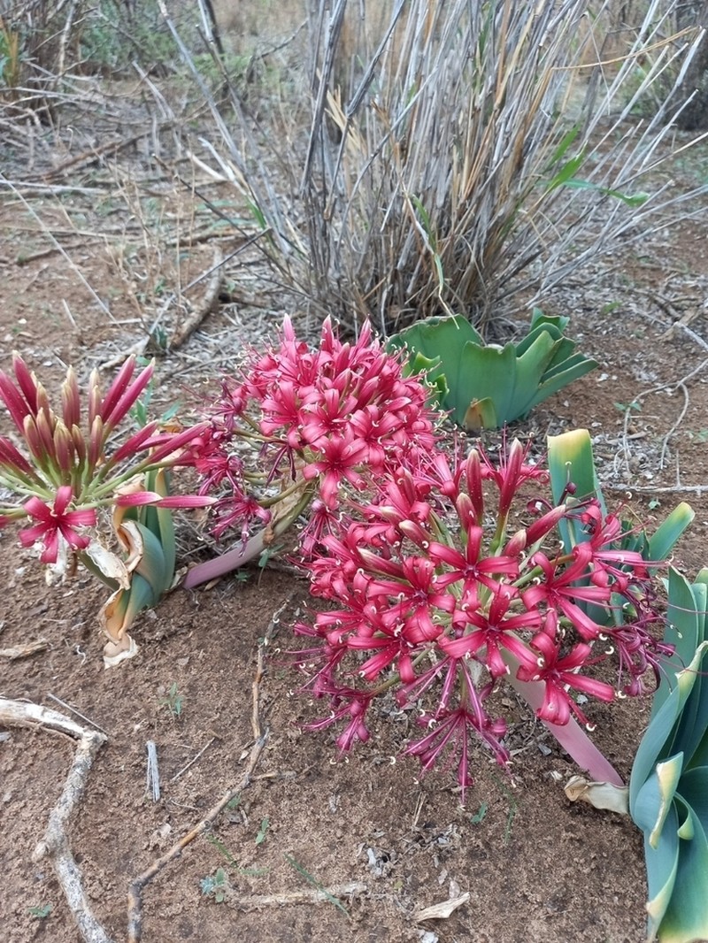 Ammocharis coranica photo 3