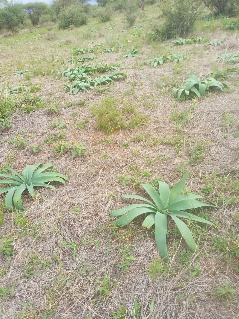 Ammocharis coranica photo 4