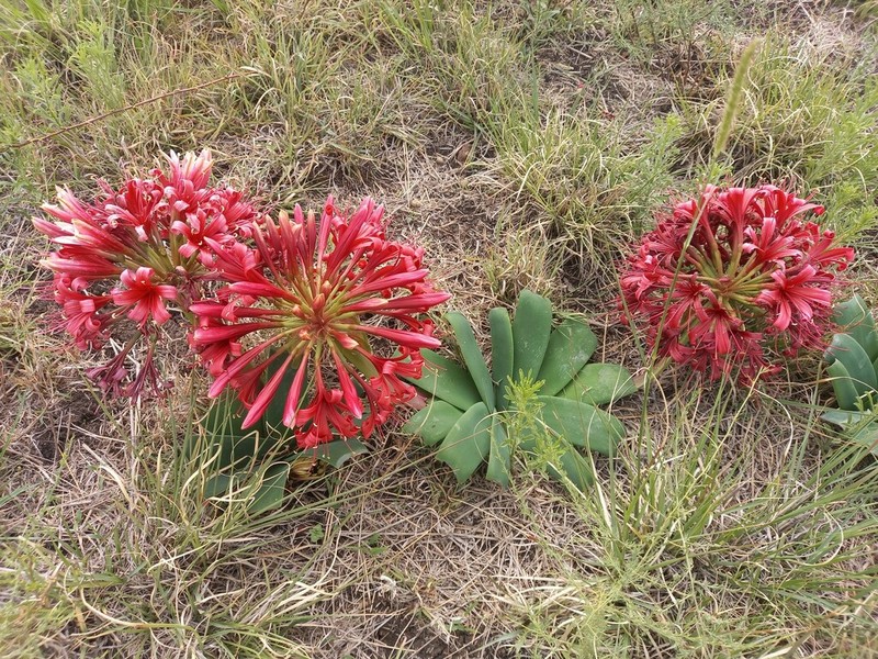 Ammocharis coranica photo 7
