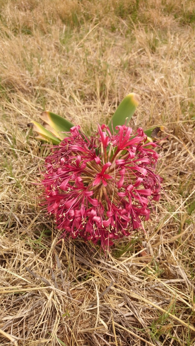 Ammocharis coranica photo 8