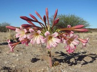 Ammocharis deserticola