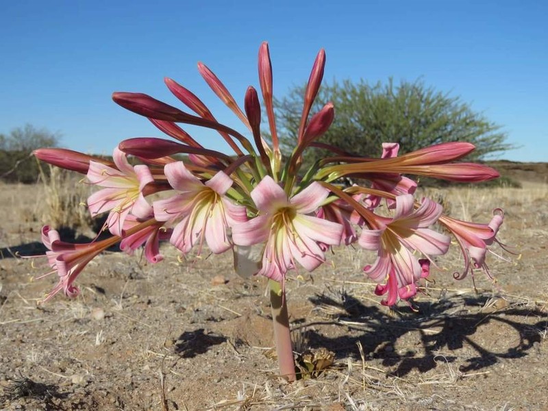 Ammocharis deserticola