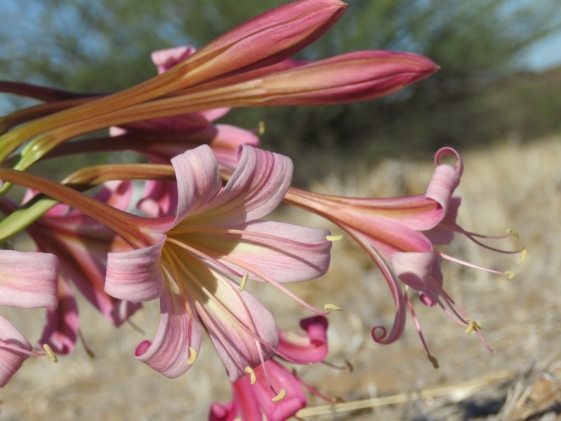 Ammocharis deserticola photo 2
