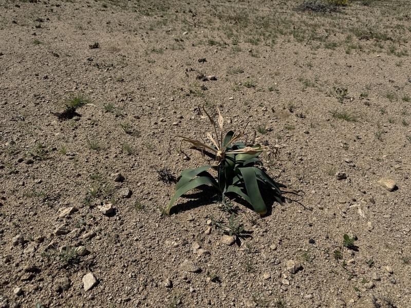 Ammocharis deserticola photo 4