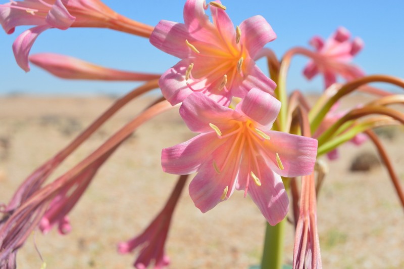 Ammocharis deserticola photo 5