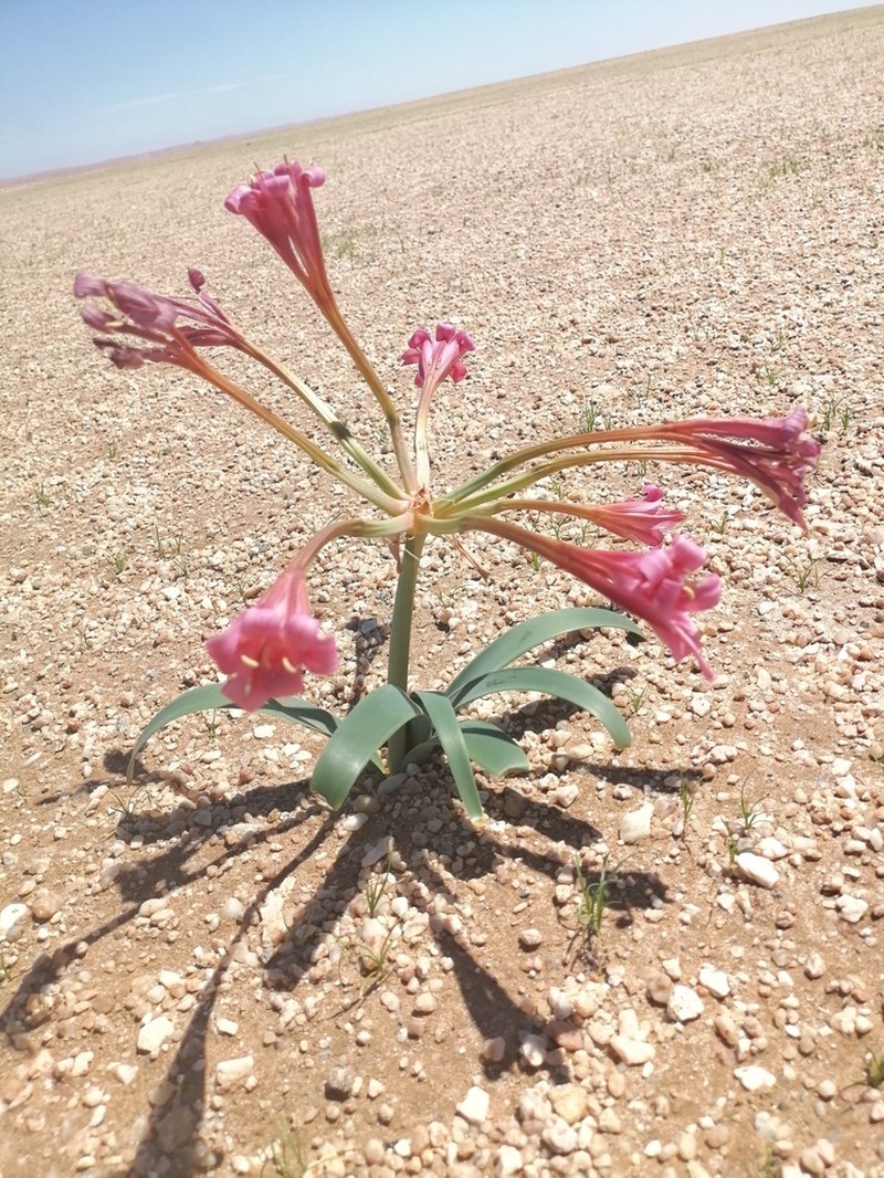 Ammocharis deserticola photo 6