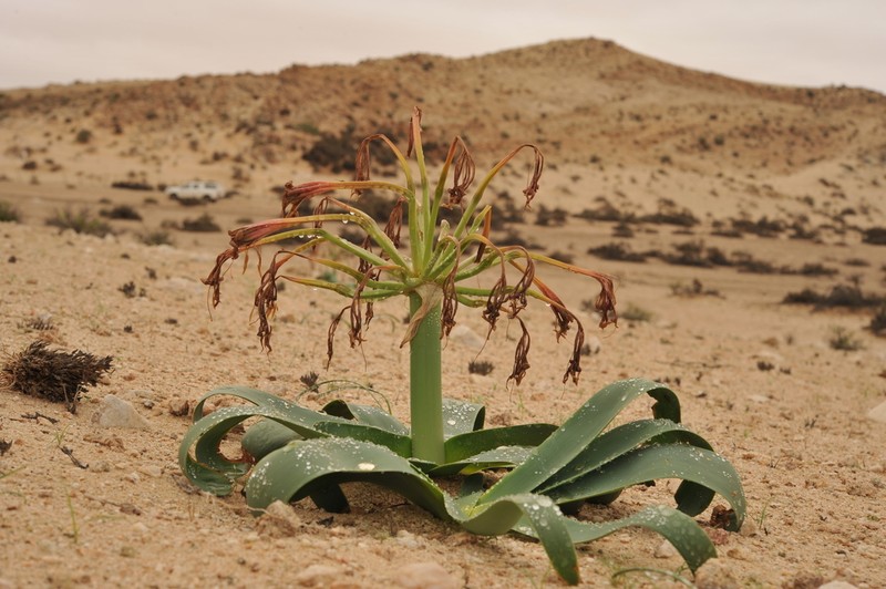 Ammocharis deserticola photo 7
