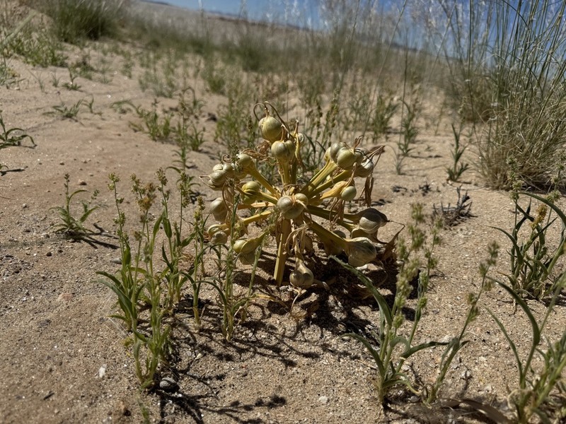 Ammocharis deserticola photo 8