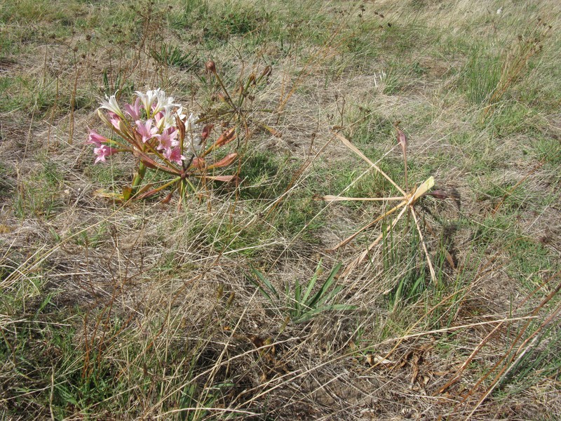 Ammocharis longifolia photo 2