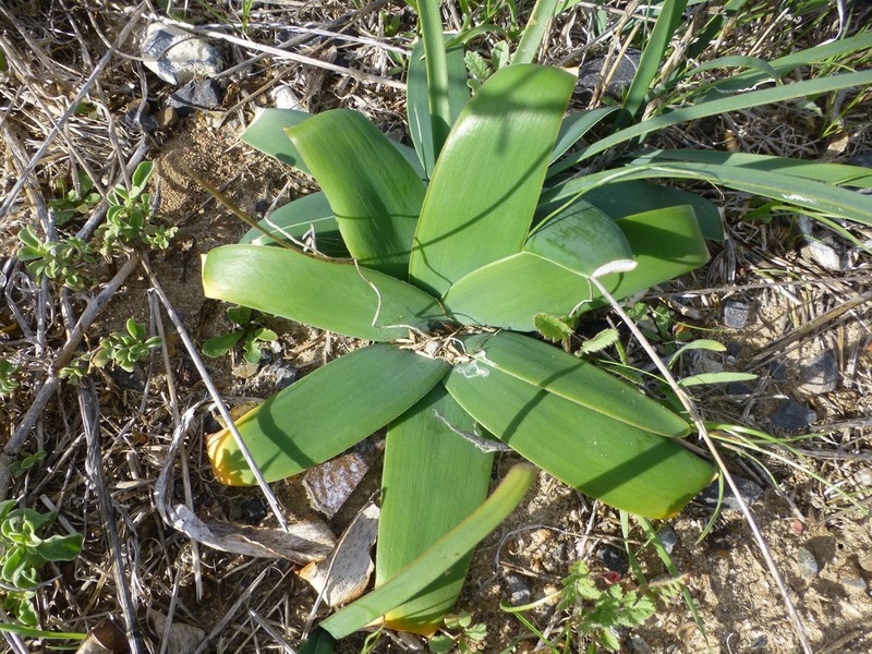 Ammocharis longifolia photo 5