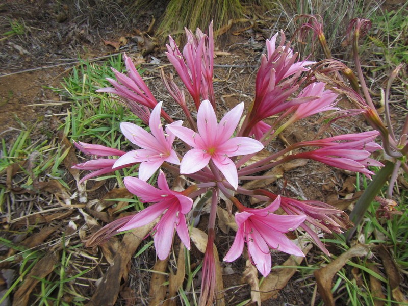Ammocharis longifolia photo 6