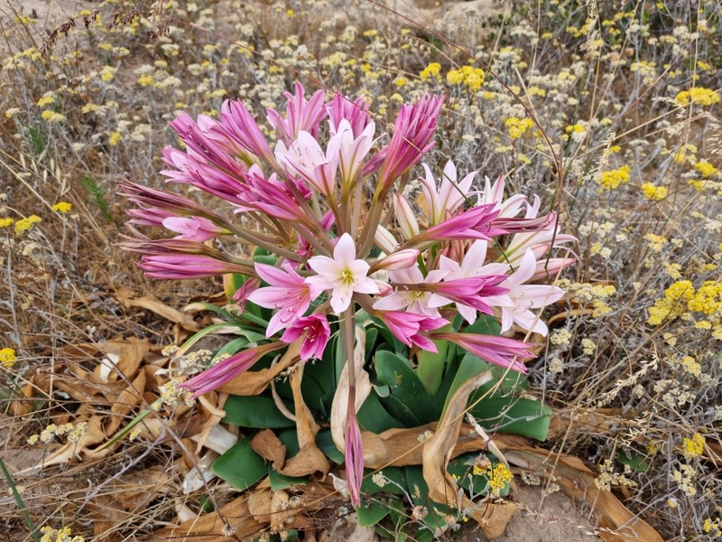 Ammocharis longifolia photo 7