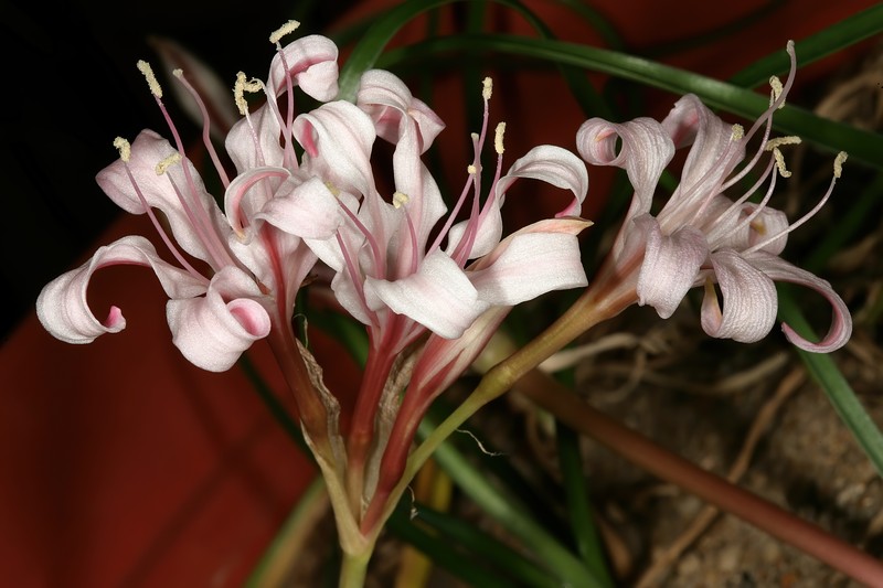 Ammocharis nerinoides