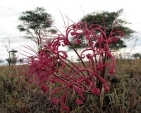 Ammocharis tinneana