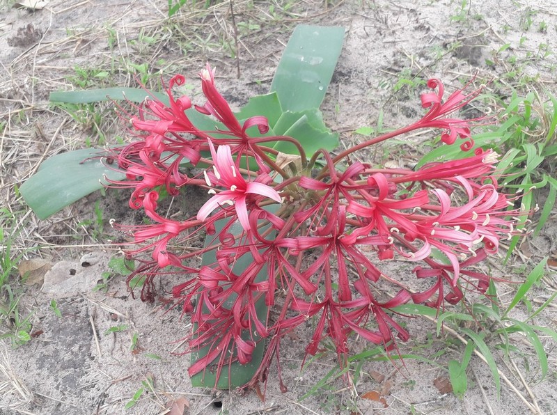 Ammocharis tinneana photo 2