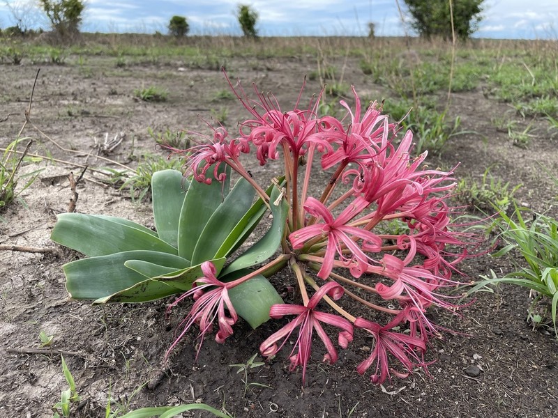Ammocharis tinneana photo 3