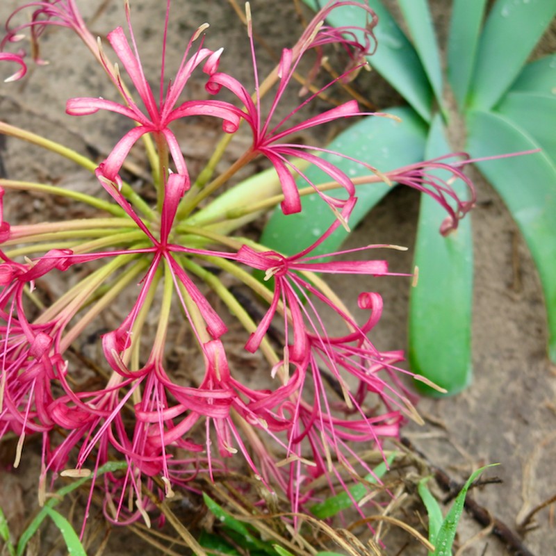 Ammocharis tinneana photo 4
