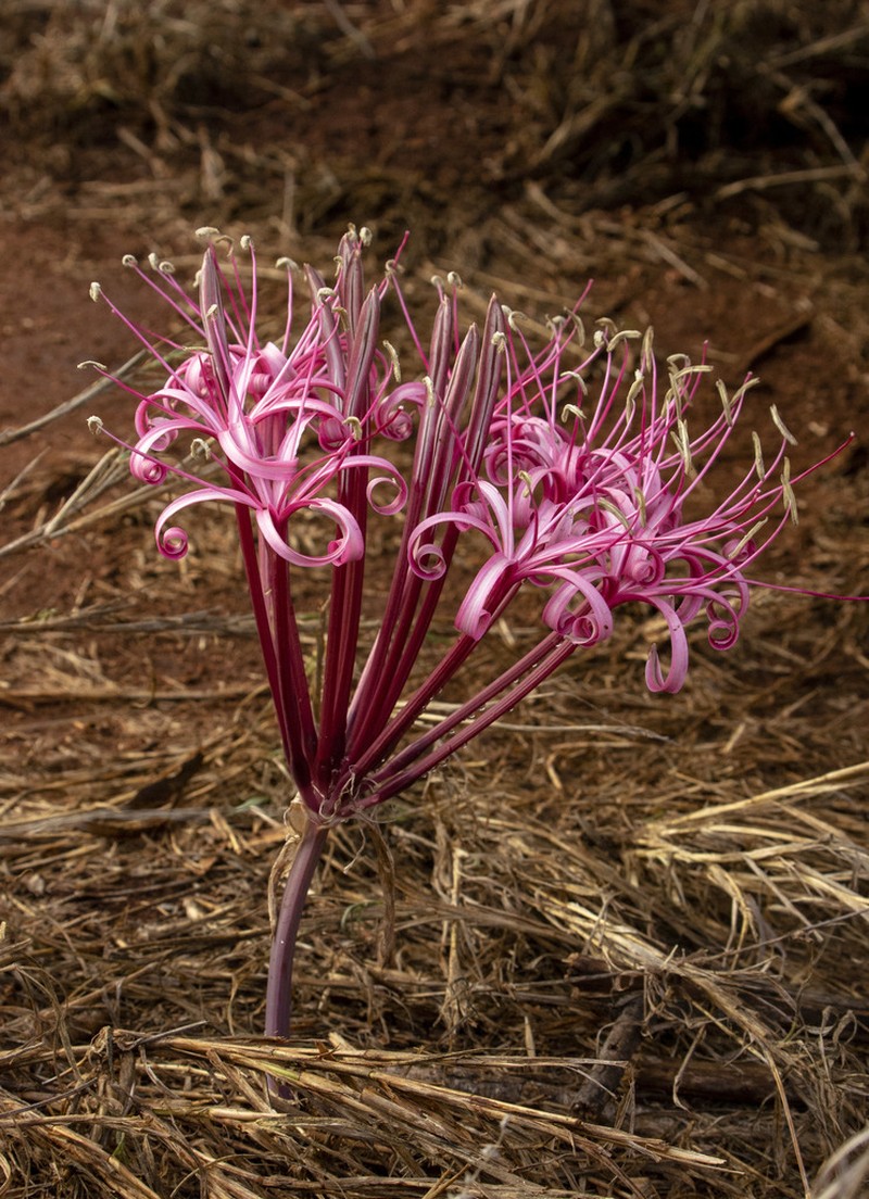 Ammocharis tinneana photo 5