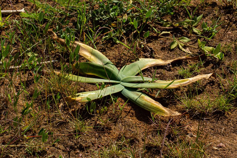 Ammocharis tinneana photo 6