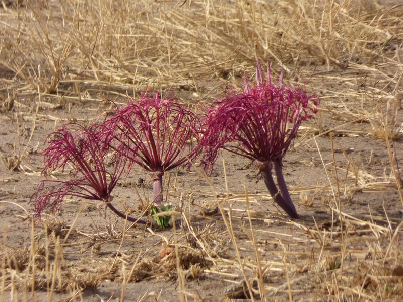 Ammocharis tinneana photo 8