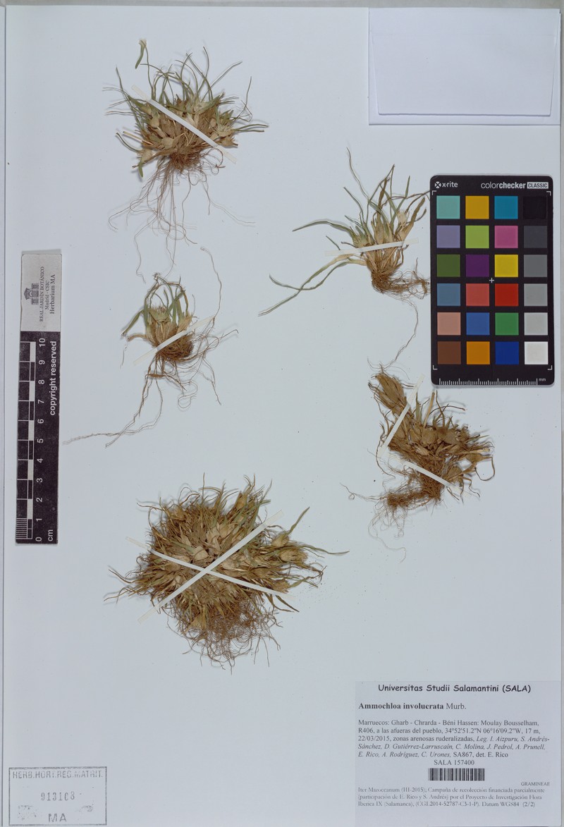 Ammochloa involucrata