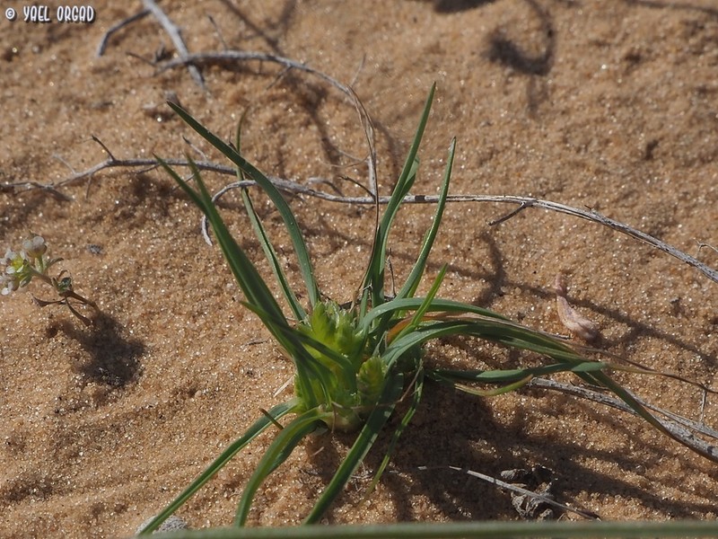 Ammochloa palaestina