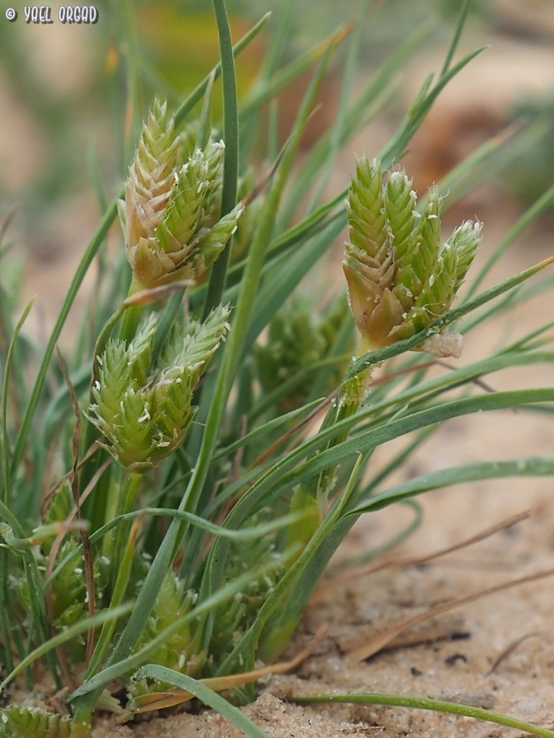 Ammochloa palaestina photo 2