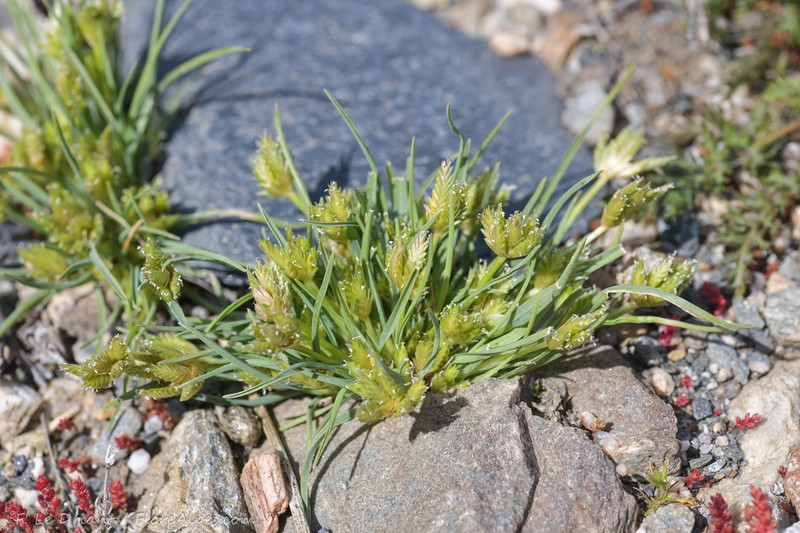 Ammochloa palaestina photo 3