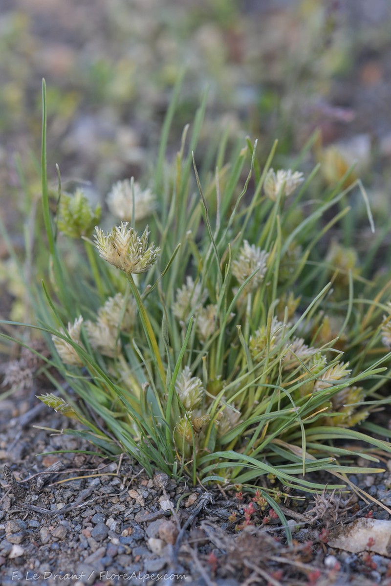 Ammochloa palaestina photo 4
