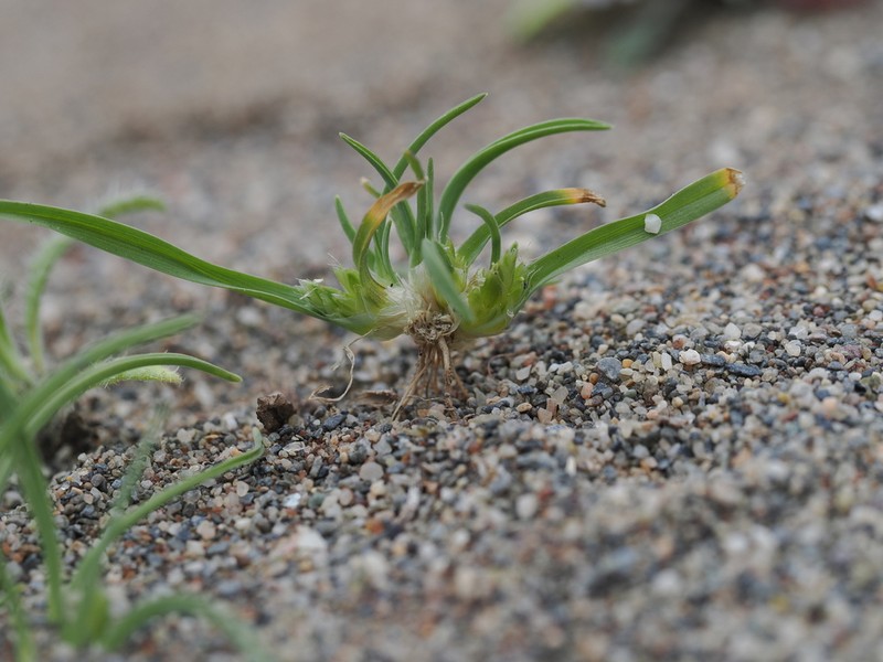 Ammochloa palaestina photo 5