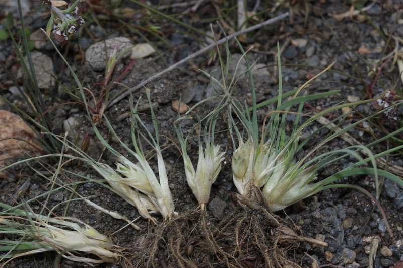 Ammochloa palaestina photo 7