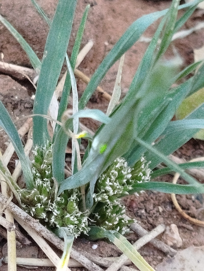 Ammochloa palaestina photo 8