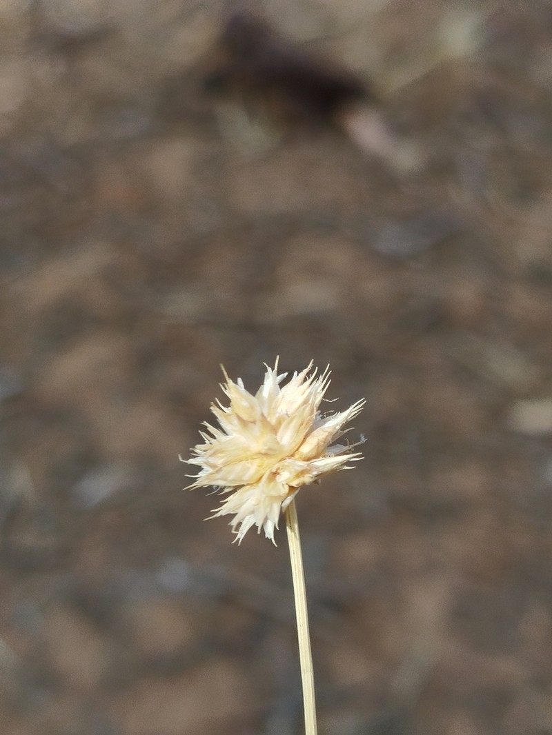 Ammochloa pungens