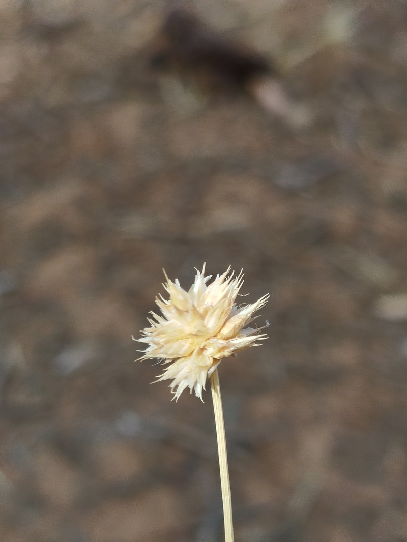 Ammochloa pungens photo 2