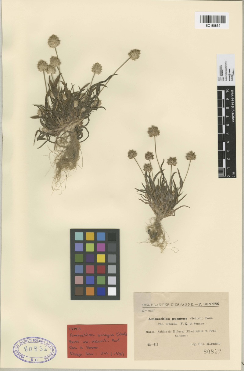 Ammochloa pungens photo 3